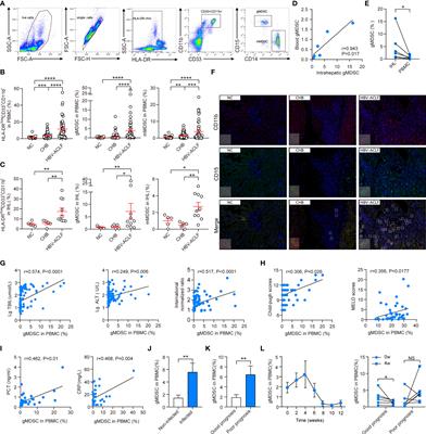 Granulocytic myeloid-derived suppressor cells increase infection risk via the IDO/IL-10 pathway in patients with hepatitis B virus-related liver failure